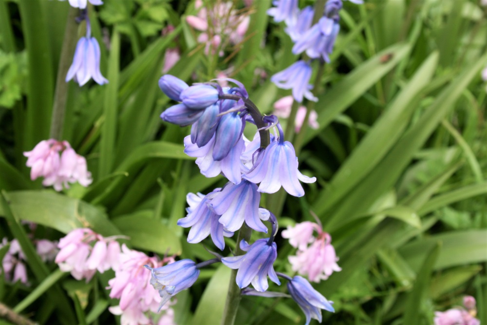 Bluebells at Dyffryn Gardens