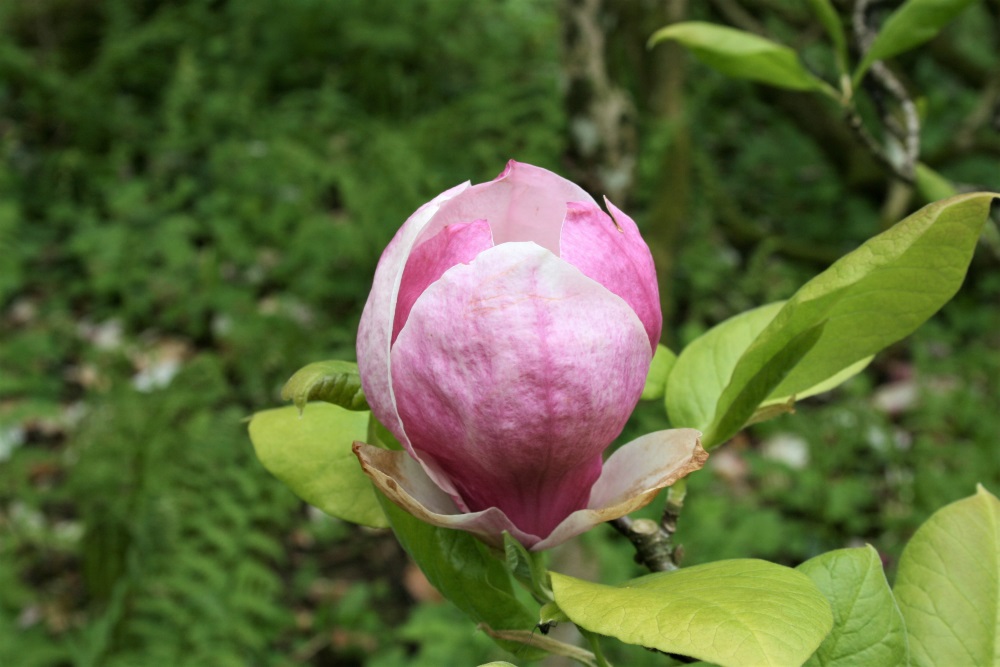 A single pale pink flower at Dyffryn Gardens