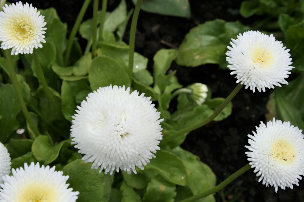 White flowers at Dyffryn Gardens