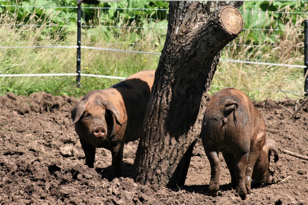 Two muddy pigs at Dyffryn Gardens