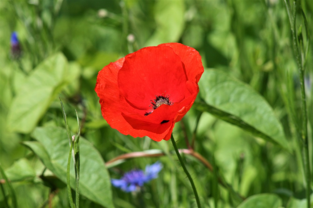 Red poppy at Dyffryn Gardens