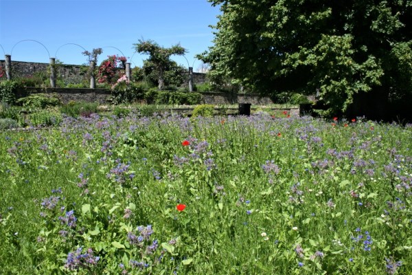 A garden of wildflowers at Dyffryn Gardens