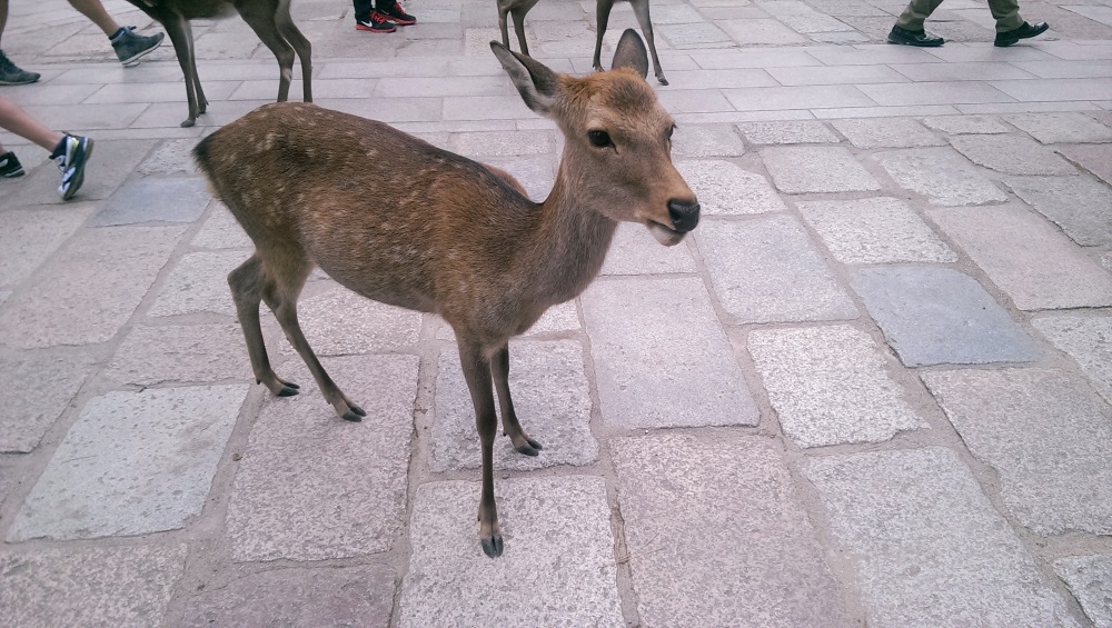 A deer roams the pavement in Nara Park