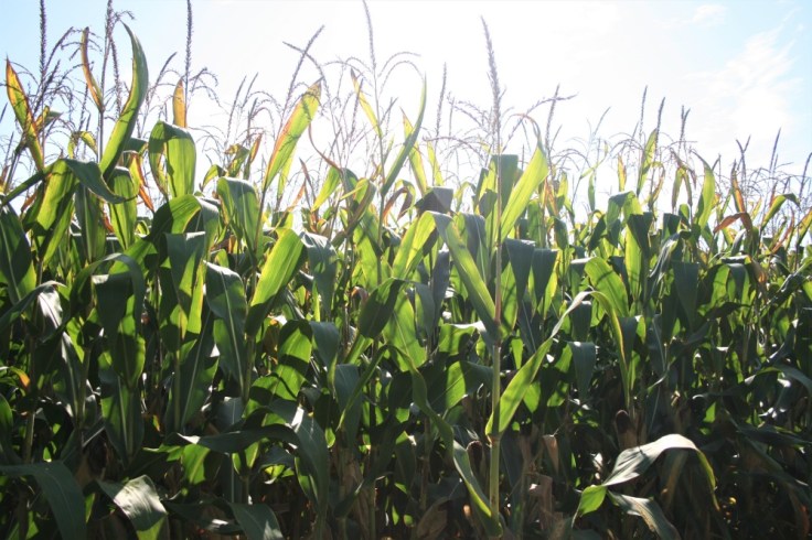 Sun shines through the cornfields at Thierhurst, a hamlet in Alsace