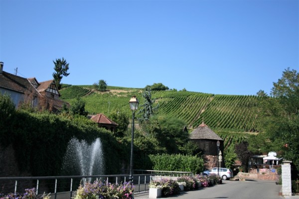Grape vines as seen from Riquewihr on the Route du Vin in Alsace