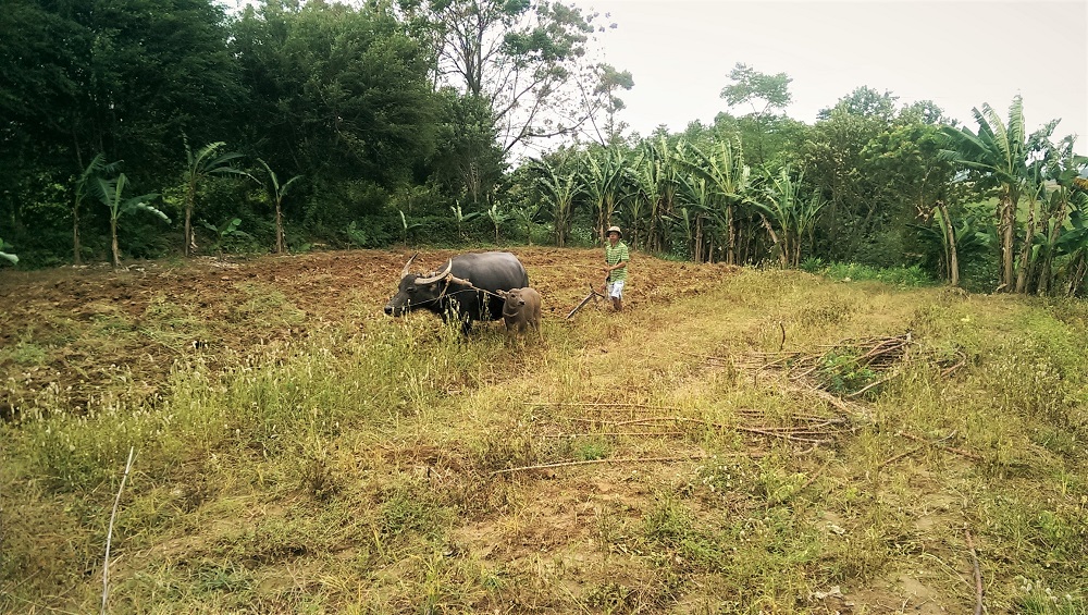 A man ploughs a field with the help of two oxen in the countryside just outside Hue