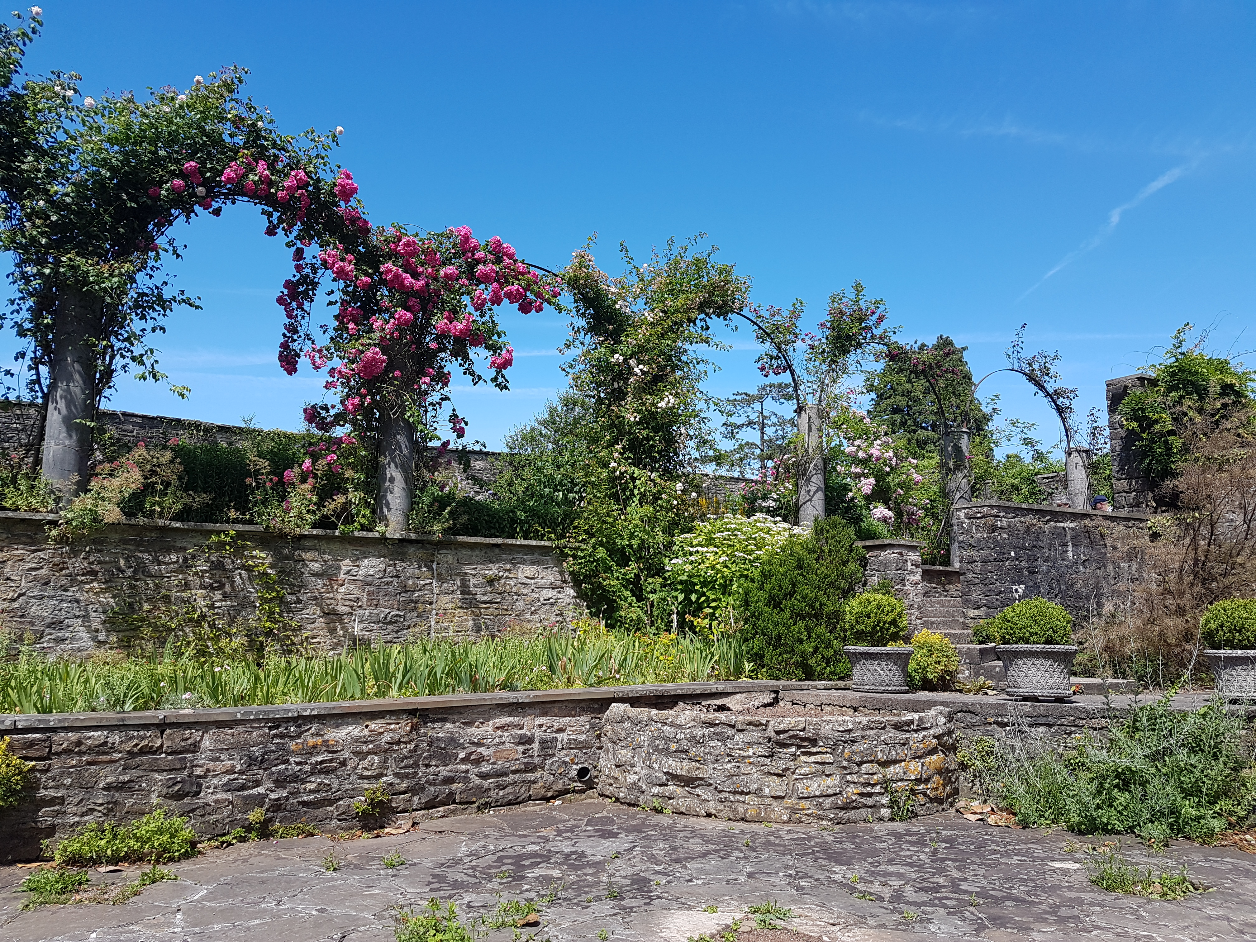 Rose garden at Dyffryn Gardens