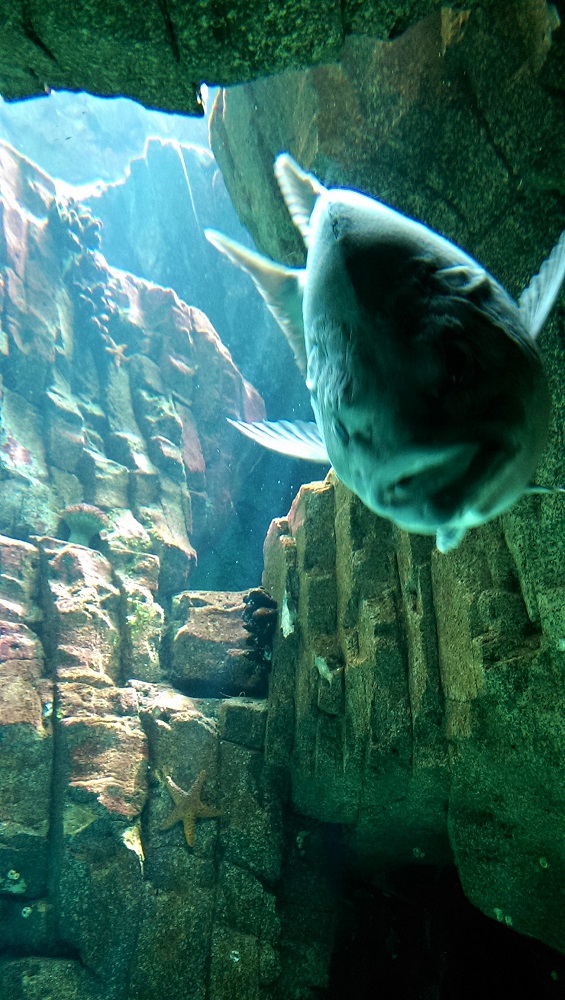 Fish in the Oceanarium in Lisbon