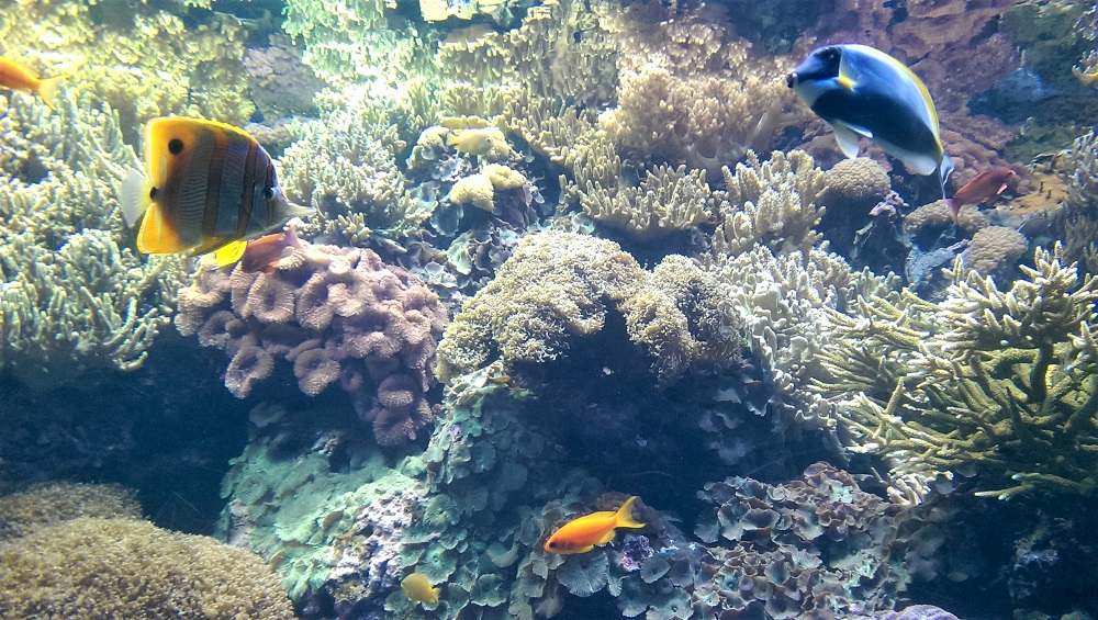 Fish in the Oceanarium in Lisbon