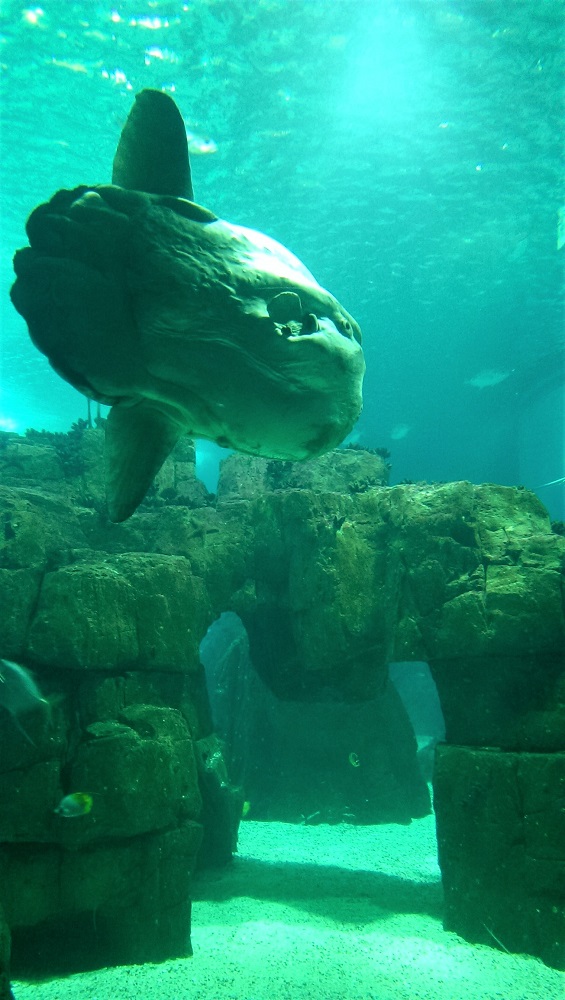 Fish in the Oceanarium in Lisbon