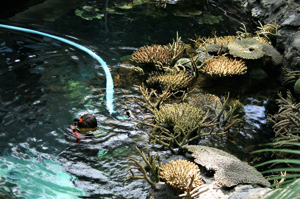 Diver in a rock pool in the Oceanarium in Lisbon