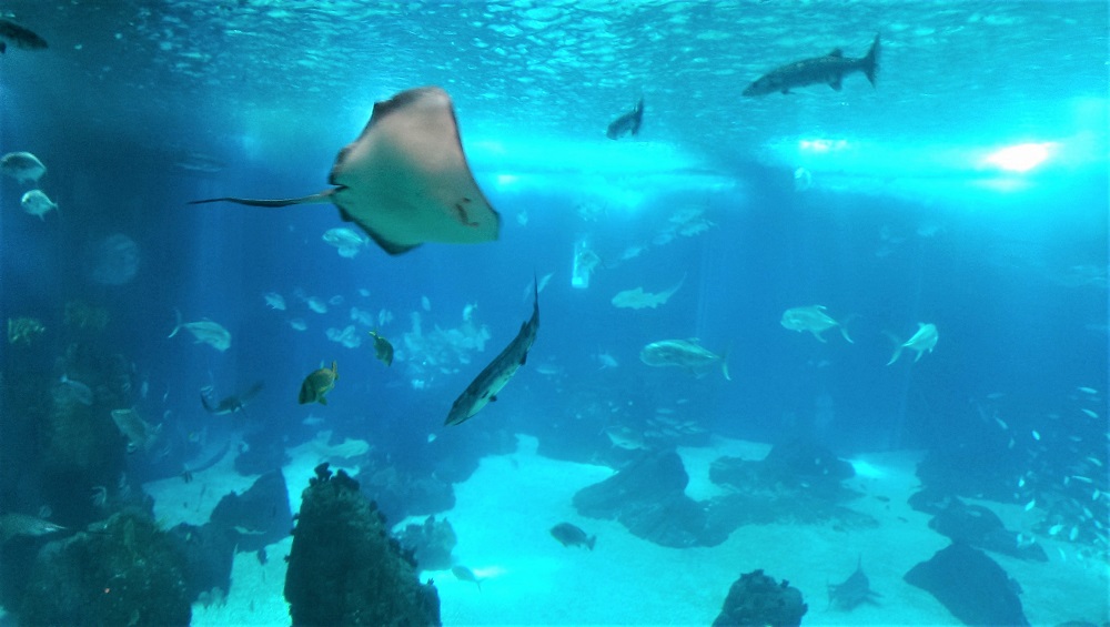 Stingray in the Oceanarium in Lisbon