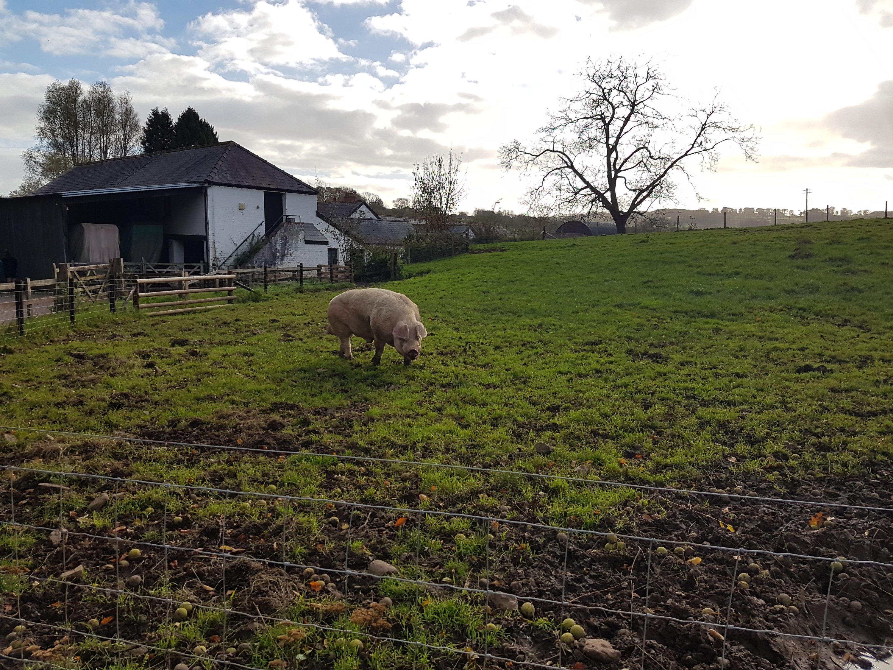 A pig on the farm at the St Fagans National Museum of History, Cardiff