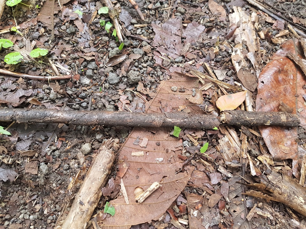 Leaf cutter ants carrying leaves along the ground in Arenal Volcano National Park