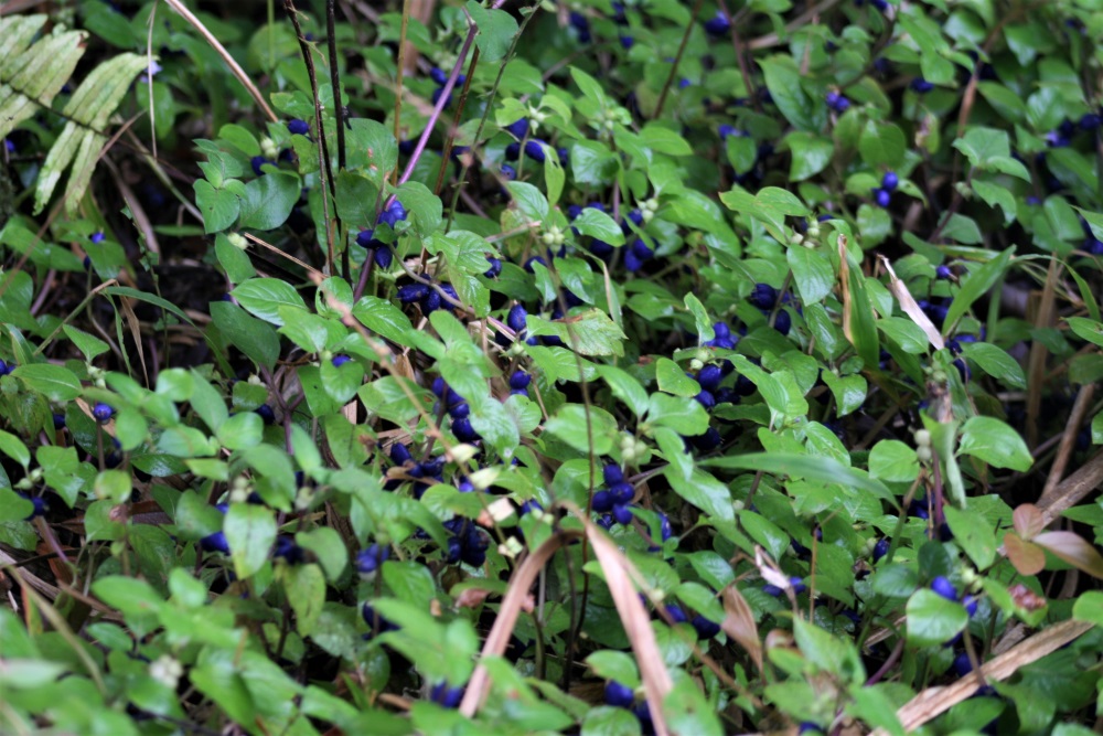 A leafy green bush featuring lots of small dark blue flowers