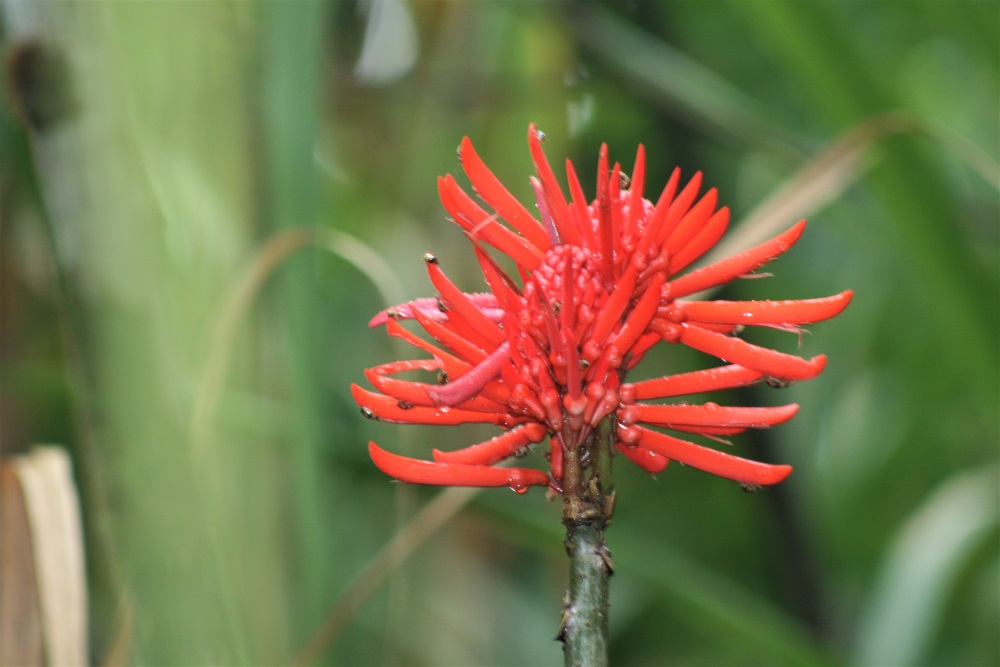 An unusual coral coloured flower in Arenal Volcano National Park