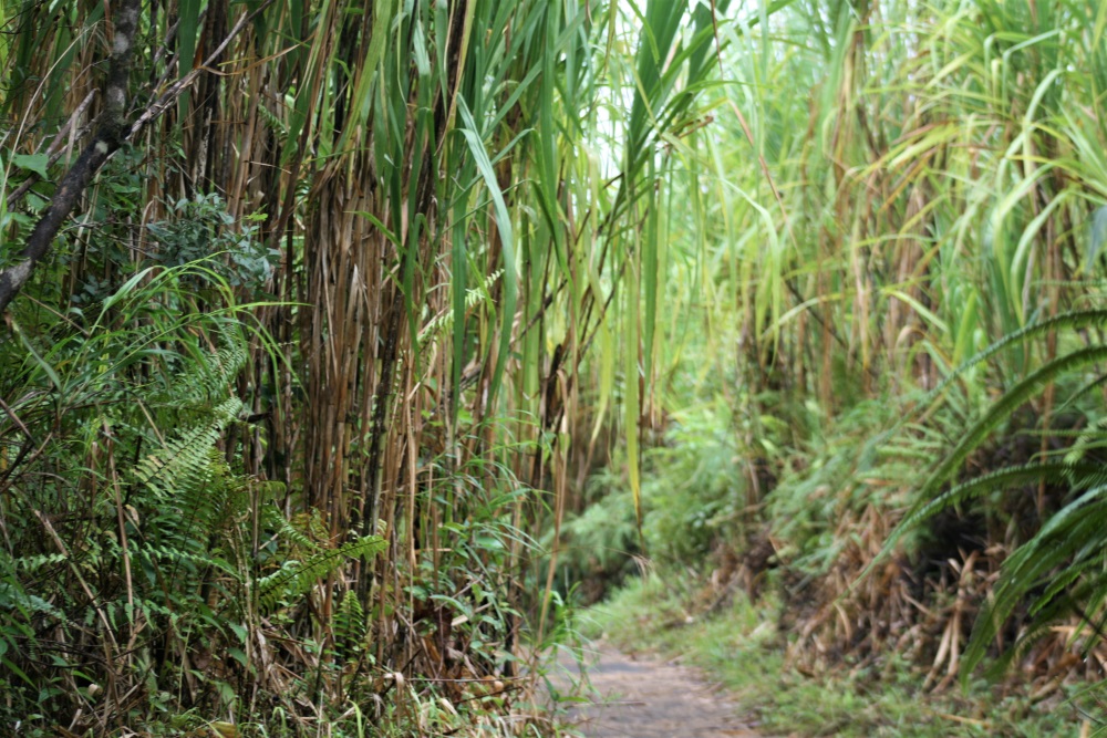 Leafy green foliage flanks the path through Arenal Volcano National Park