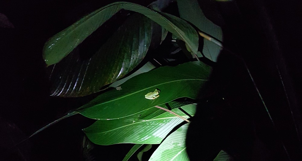 A small green frog on a large leaf at night