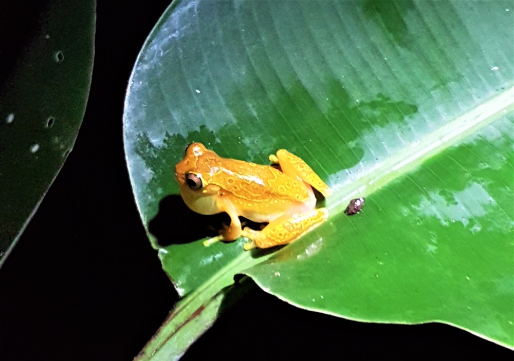 A small orange frog on a large green leaf at night