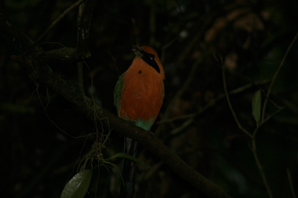 A colourful bird sits on a branch in Hanging Bridges Park