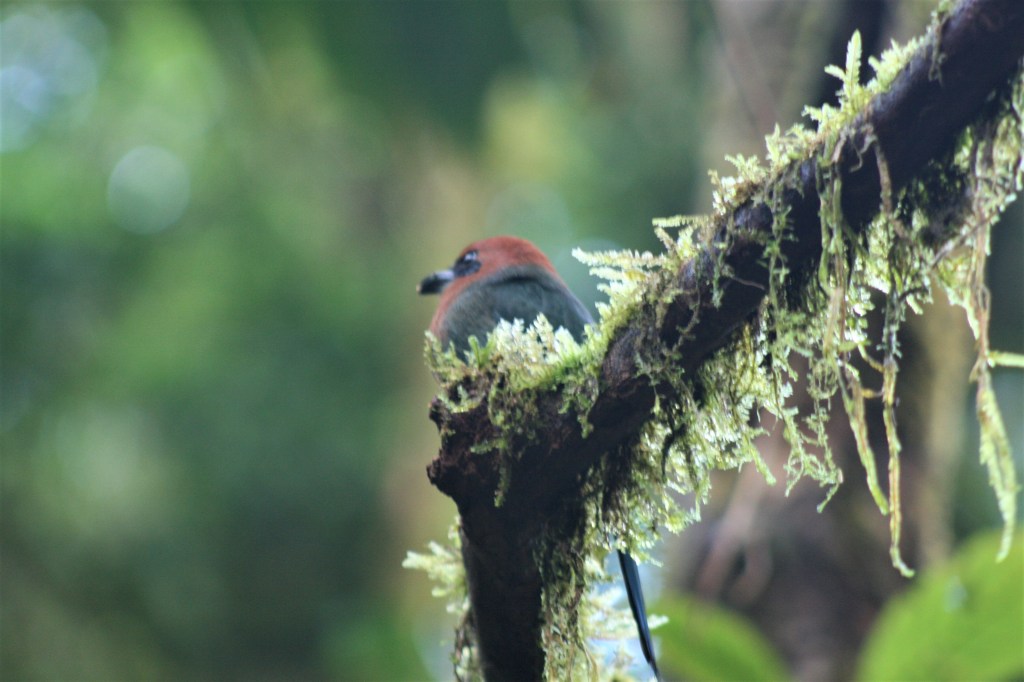 A black and red bird sits on a branch in Hanging Bridges Park
