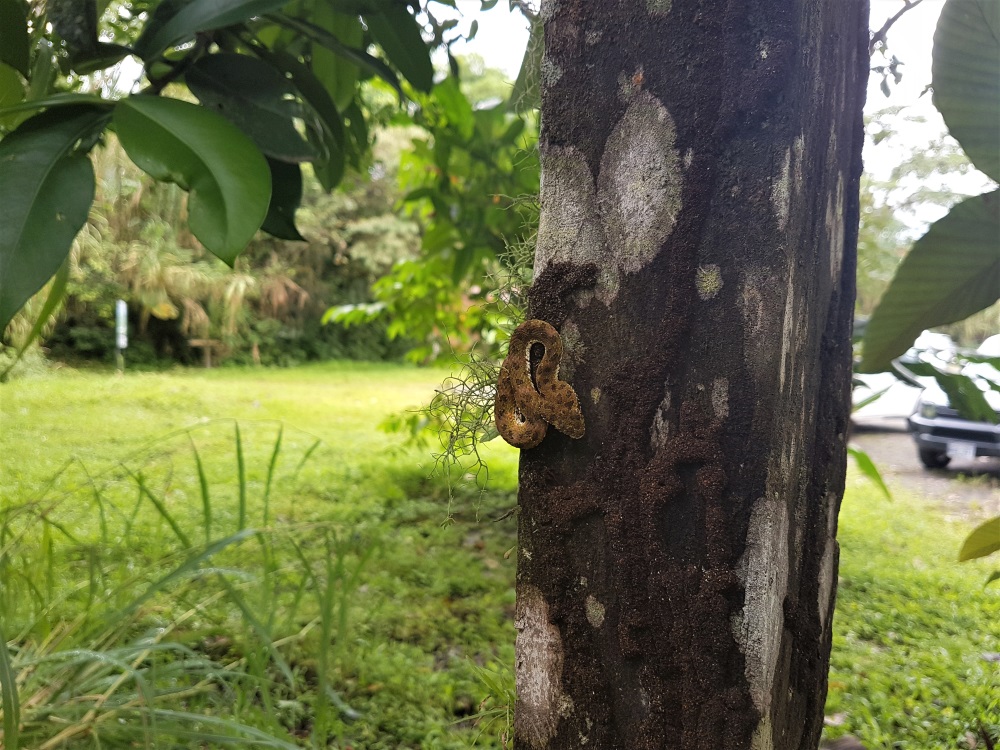 A viper curled on a tree trunk in Arenal National Park