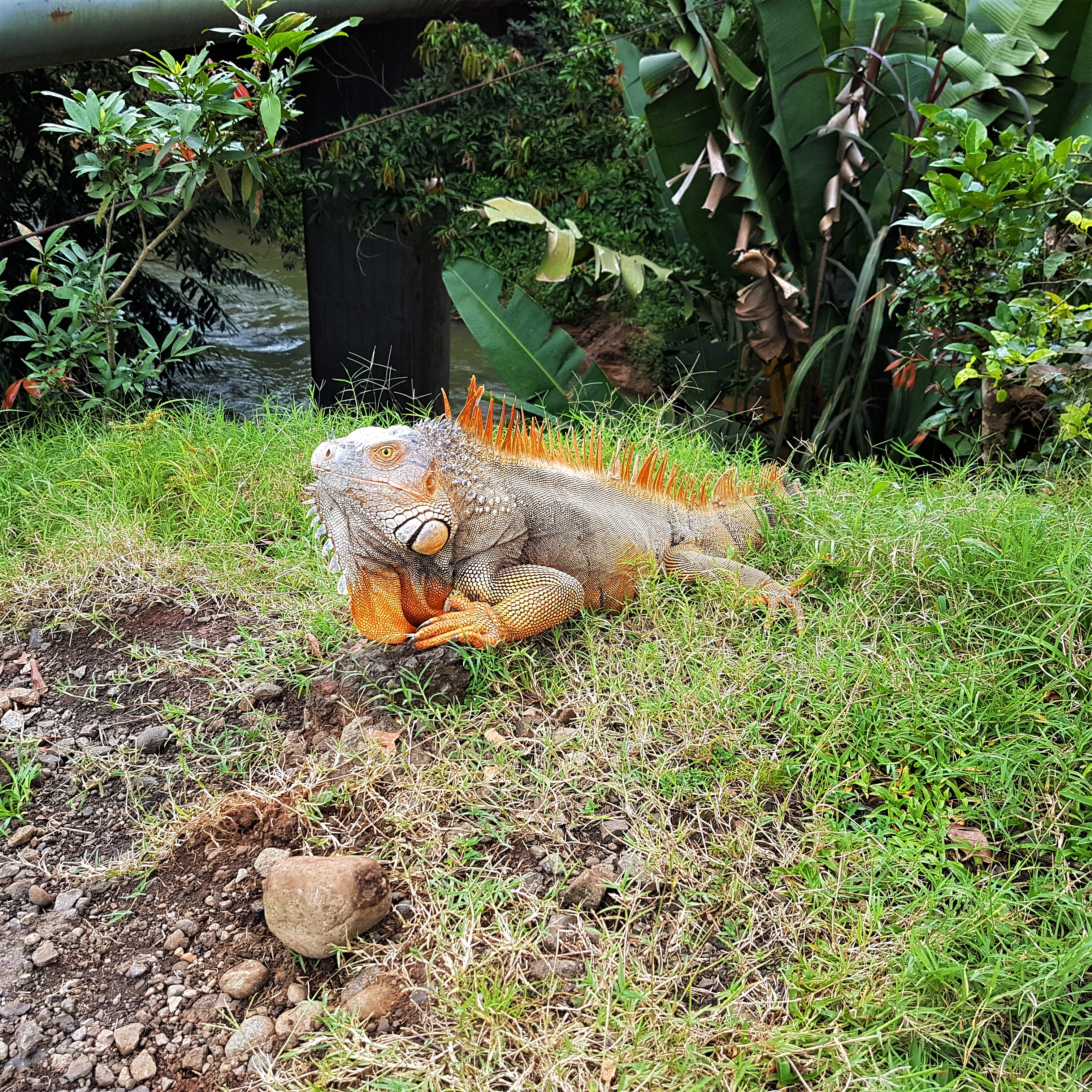 An iguana in Costa Rica