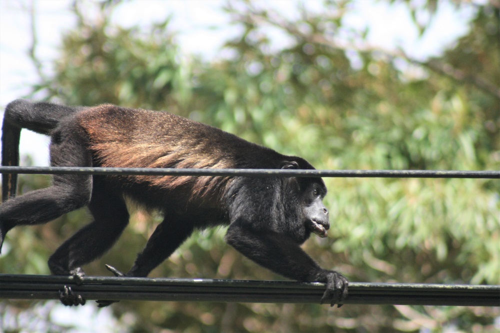 A howler monkey walks across some cables
