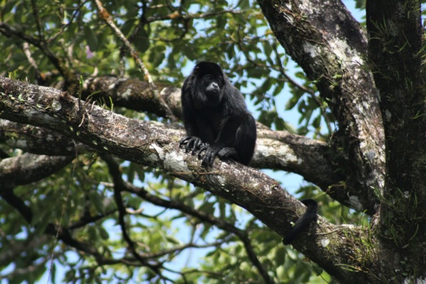 A howler monkey perches on a tree branch