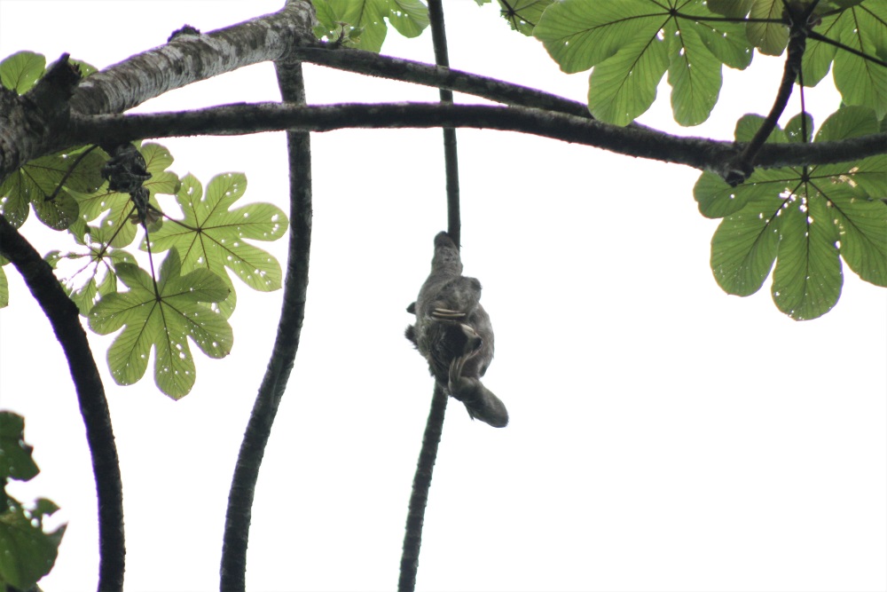 A sloth hangs upside down from a tree