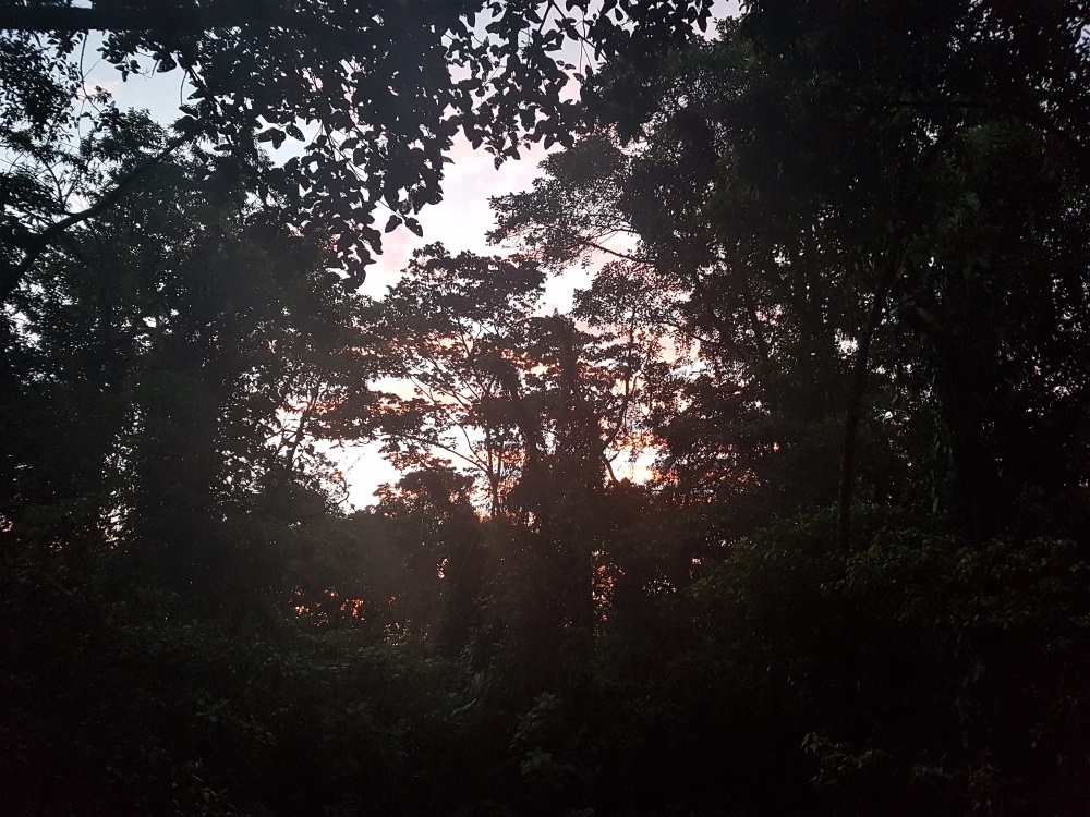 The rainforest at Mistico Arenal Hanging Bridges Park at sunset