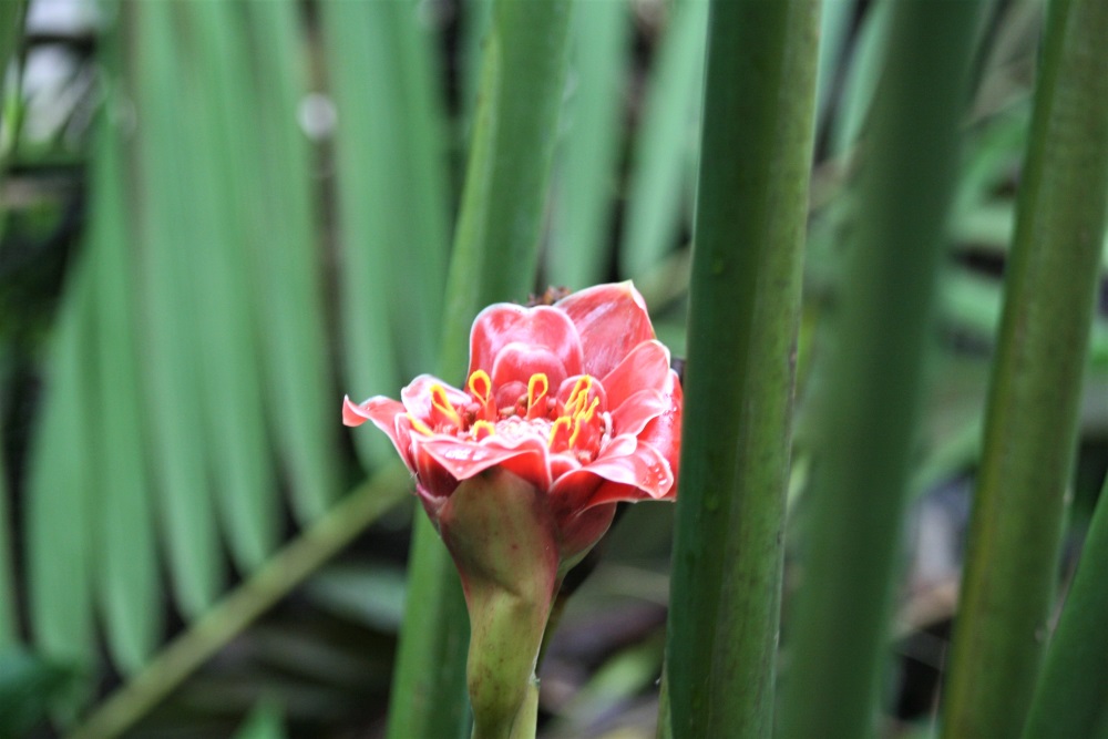 Pink flower in Mistico Arenal Hanging Bridges Park