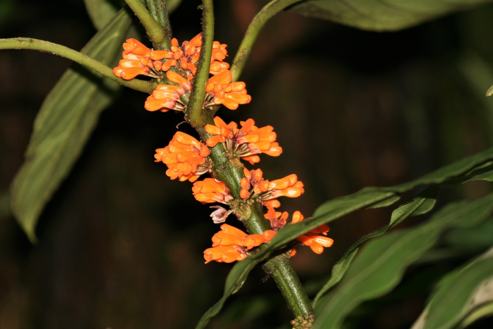 Small orange flowers in Mistico Arenal Hanging Bridges Park