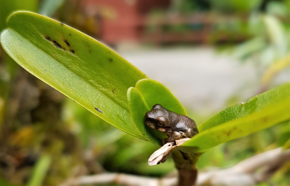 A teeny frog sits in between two leaves