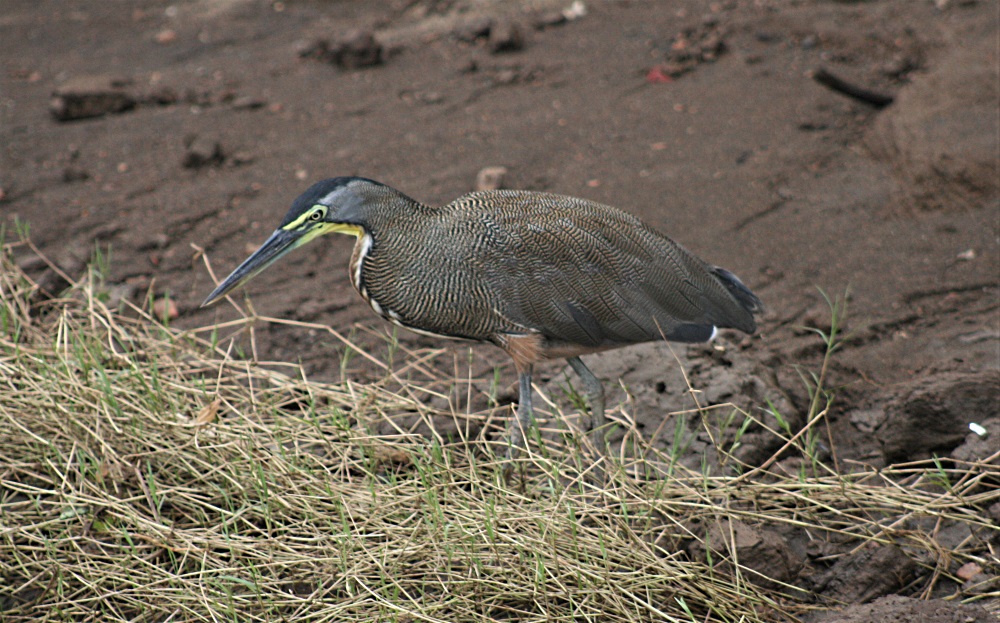 A bare throated tiger heron on the banks of the Tarcoles River