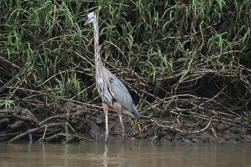 A wading bird in the Tarcoles River
