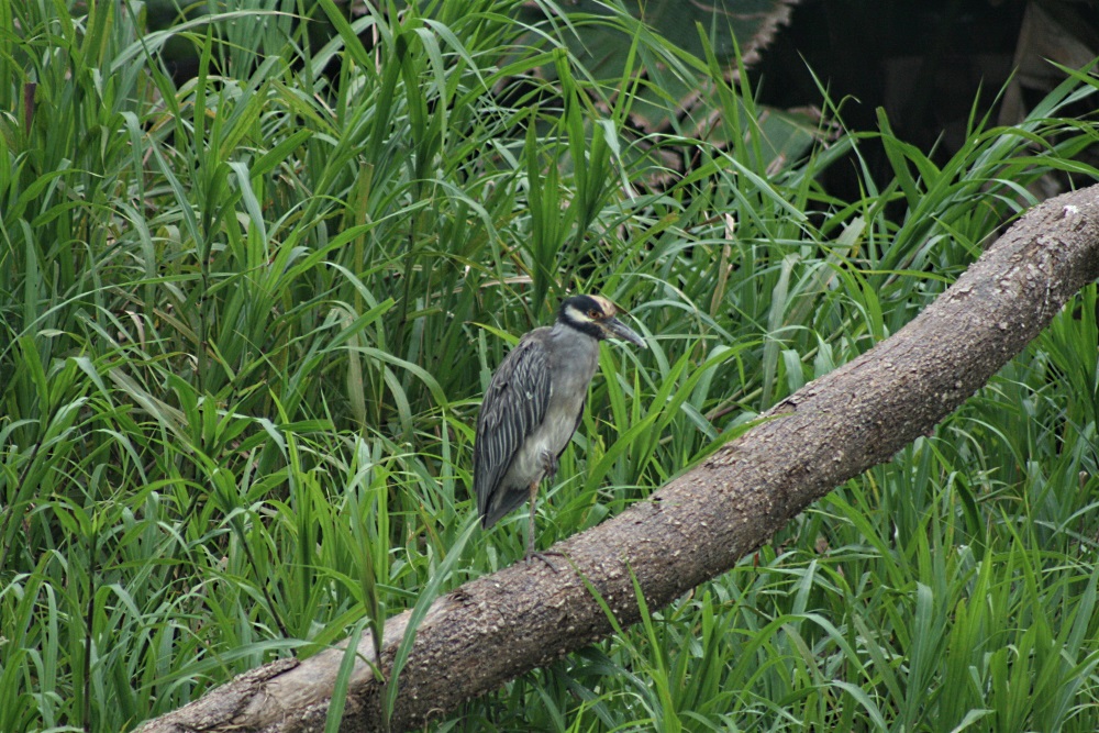 A bird sits on a branch on the banks of the Tarcoles River