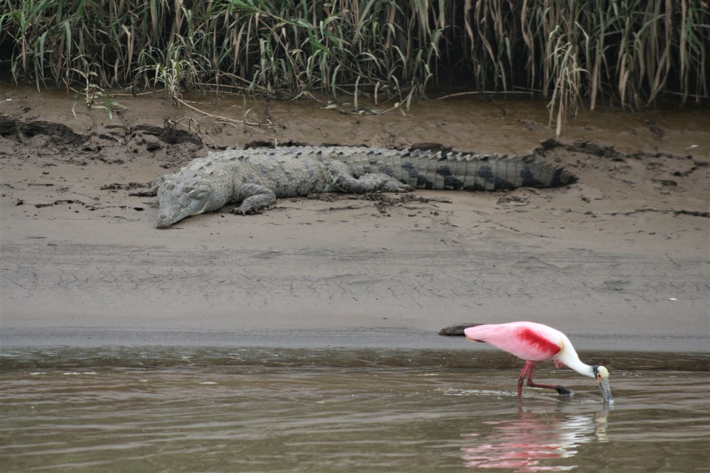 A crocodile watching a roseate spoonbill wading in the Tarcoles River