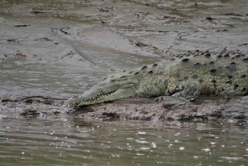 A crocodile on the banks of the Tarcoles River