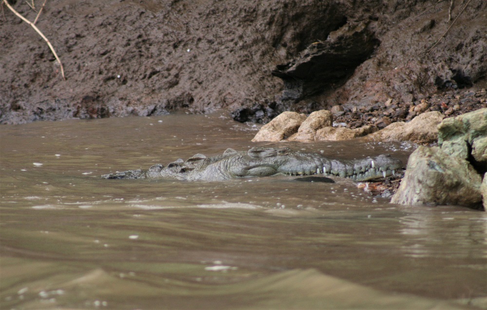 A crocodile swims in the Tarcoles River