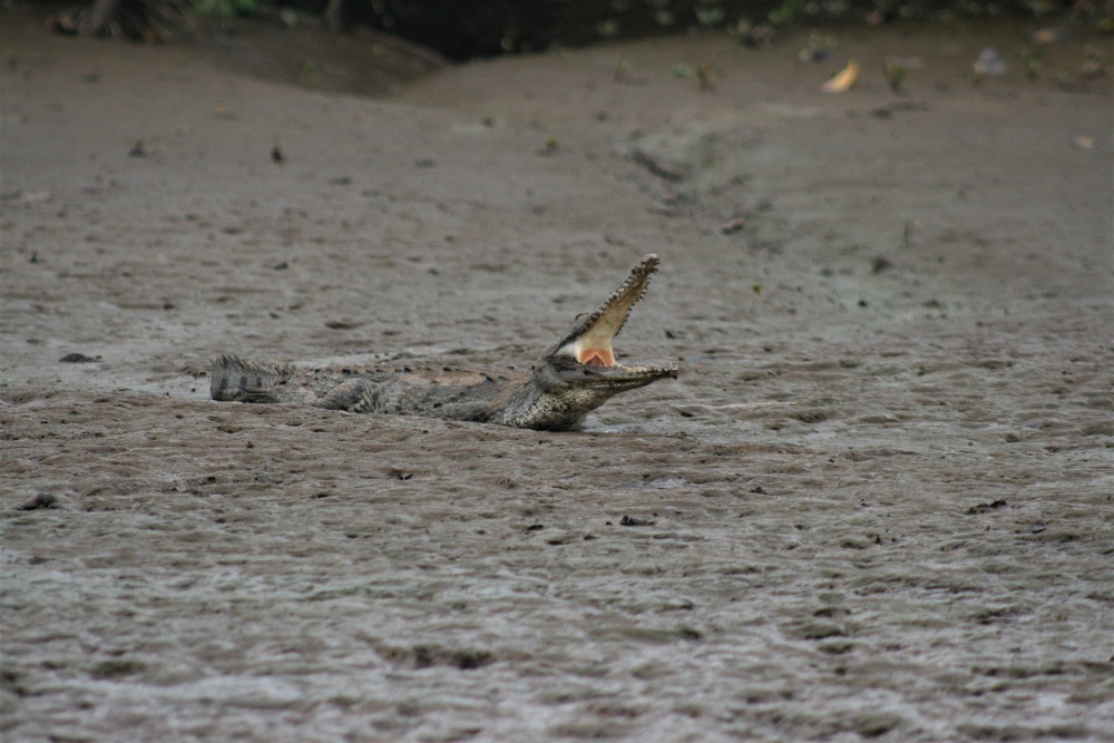 A crocodile yawns on the banks of the Tarcoles River