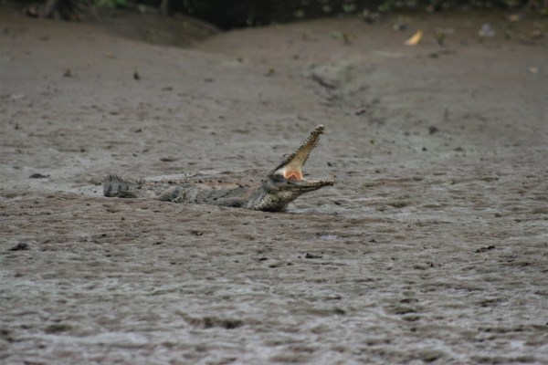 A crocodile yawns on the banks of the Tarcoles River