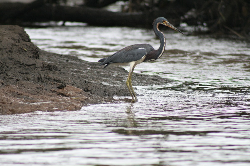 A little blue heron wades in the waters of the Tarcoles River
