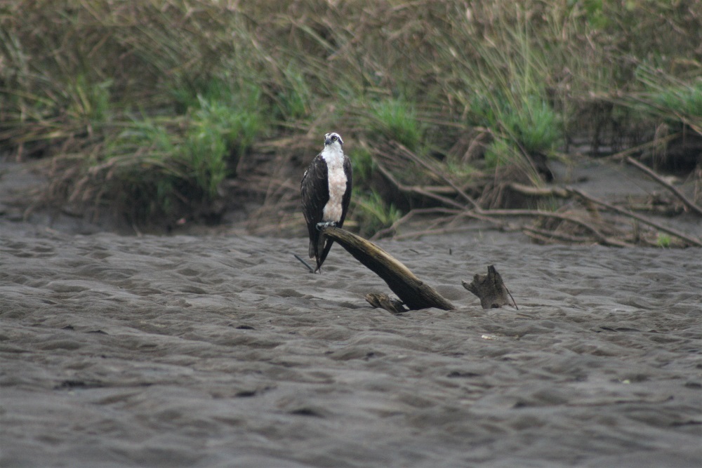 An osprey sits on a branch on the banks of the Tarcoles River