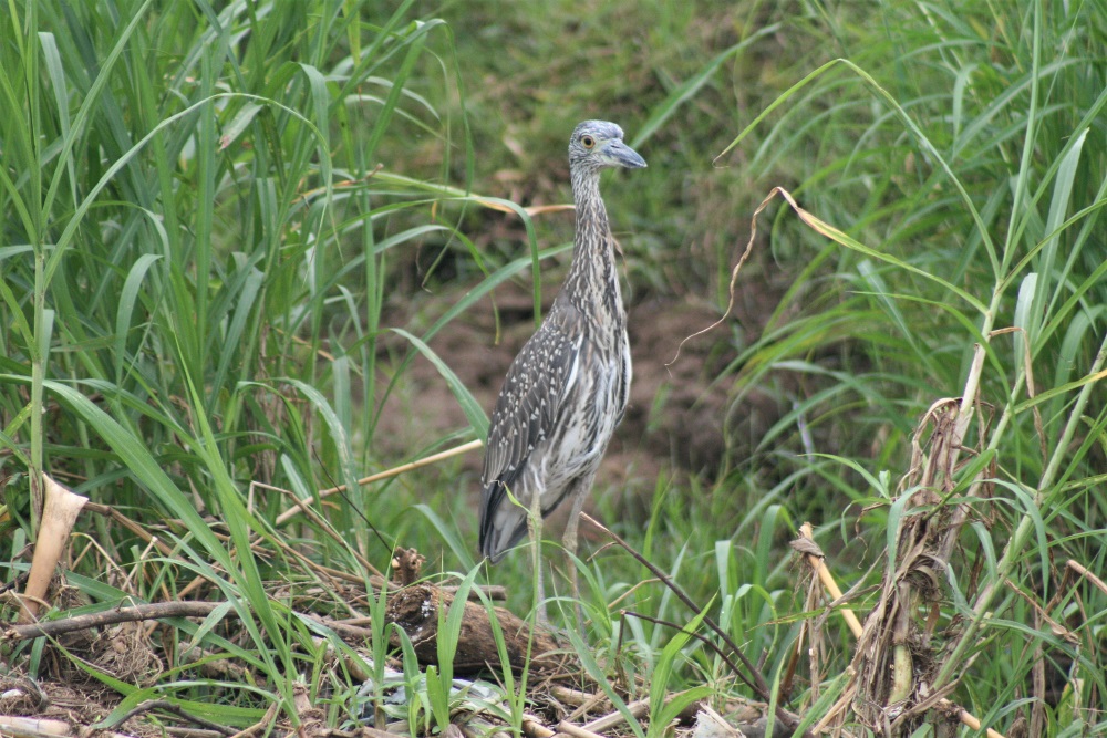 A yellow crowned night heron on the banks of the Tarcoles River