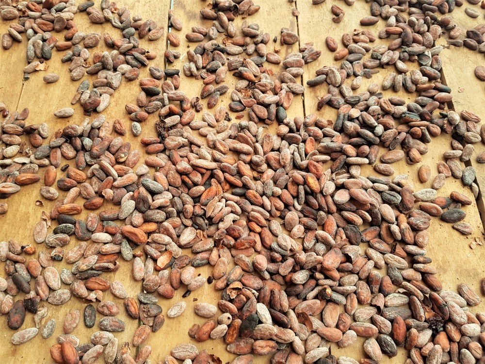 Cocoa beans at El Trapiche farm in Costa Rica
