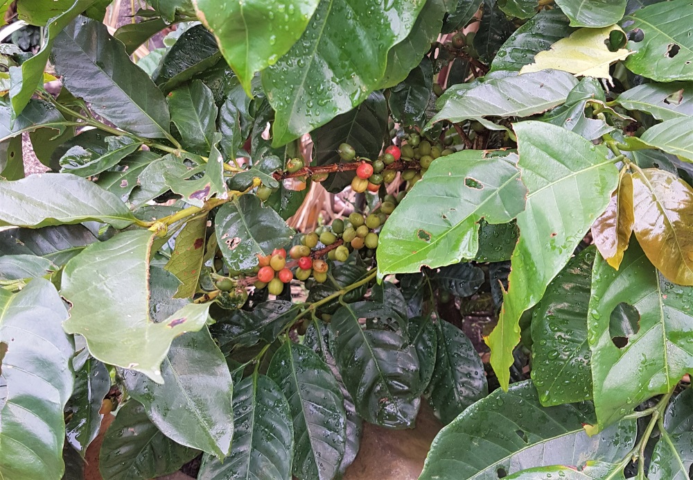 A coffee plant featuring green and red berries on the El Trapiche farm