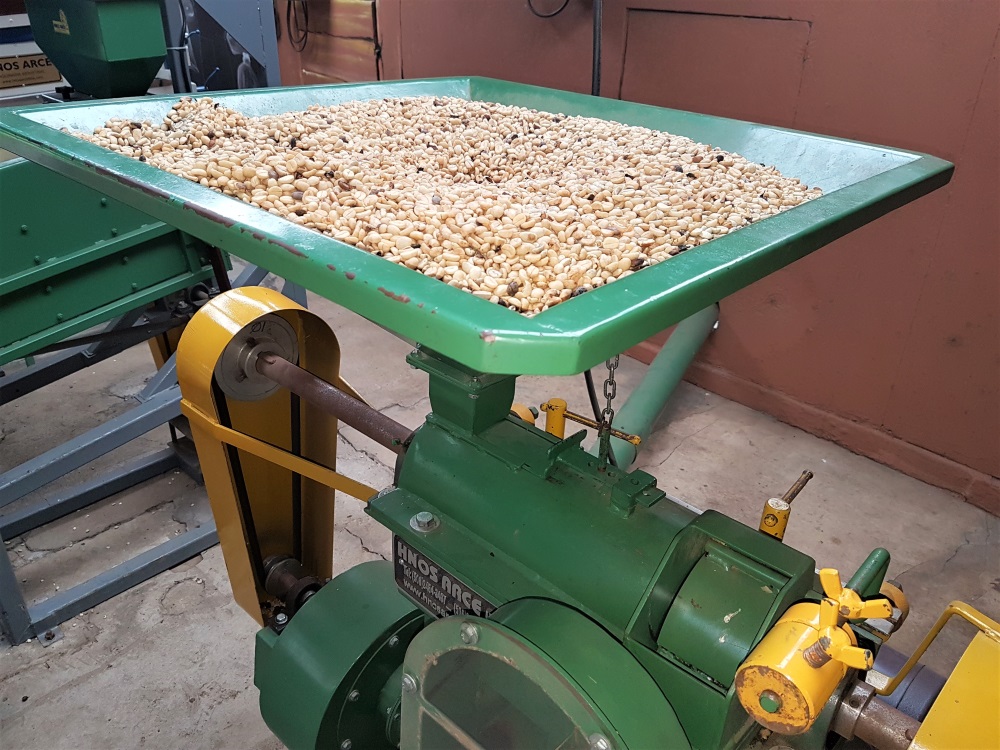 Coffee beans are poured into a machine ready for sorting