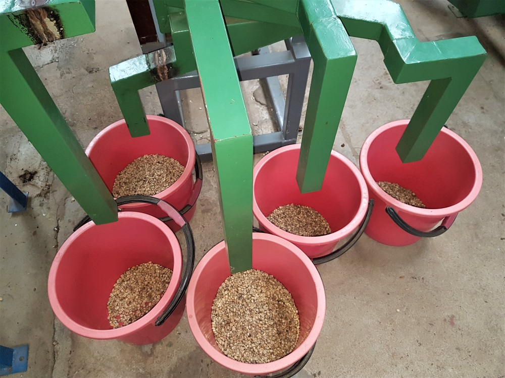 Coffee beans are sorted into buckets according to their size