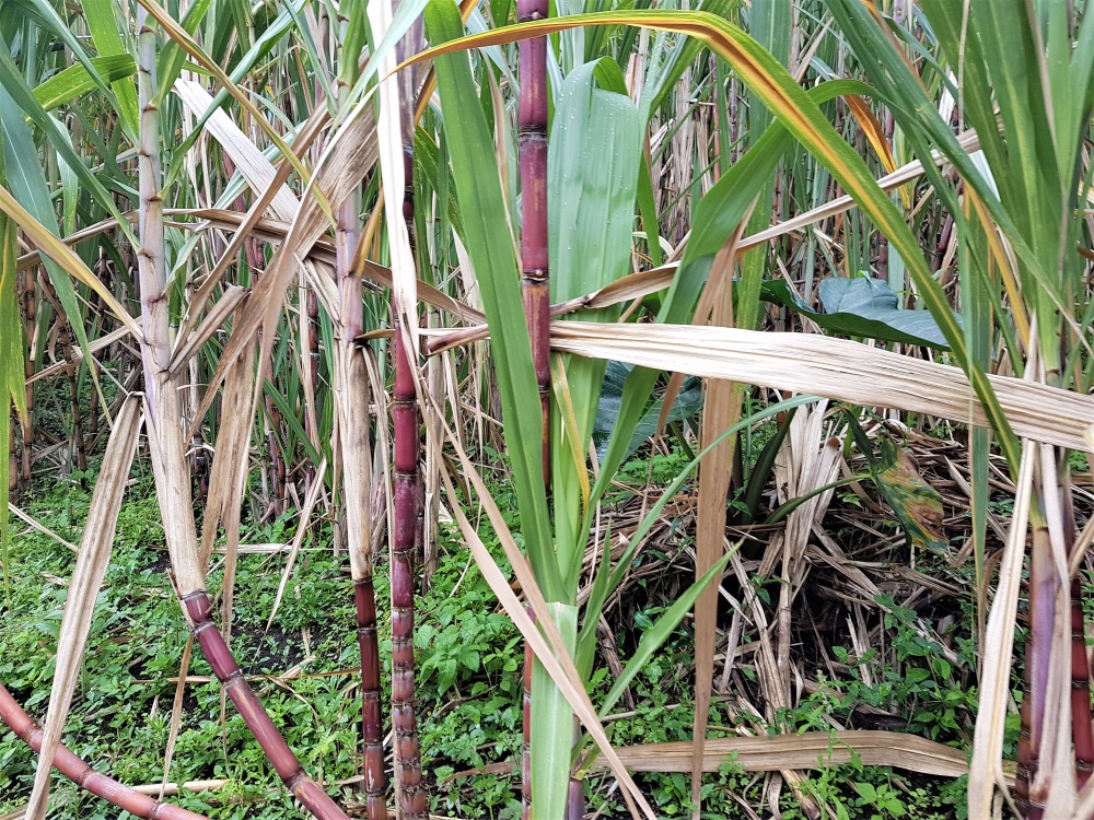 Raw sugar cane growing on the hillside